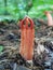 Alien looking fungus Clathrus columnatus, commonly known as the column stinkhorn